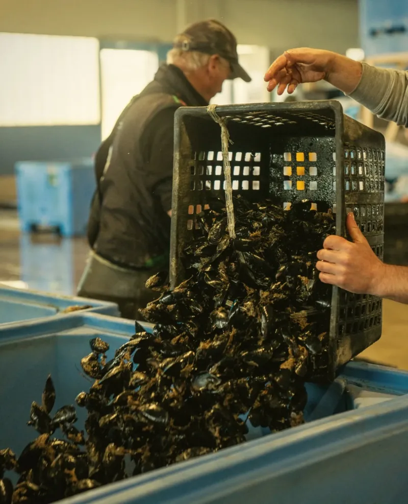 Sorting mussels at a seafood processor